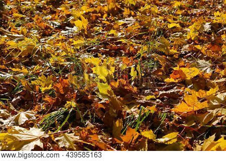 Beautiful Autumn Background, Close-up Of Fallen Leaf Of Maple Tree Glowing In Sunlight