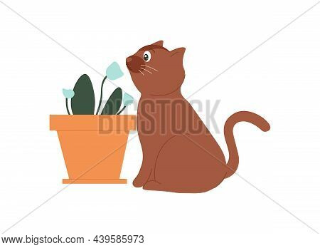 Cat With Flower. Animal Interested In Potted Plants. Kitten Trying To Get To Know World Around Him. 