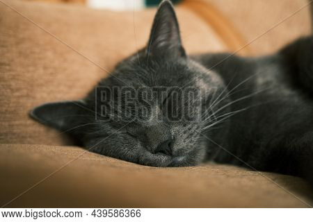 Close Up Photo Of Domestic Grey Cat Sleeping On A Couch At Home. Cute Feline Friend