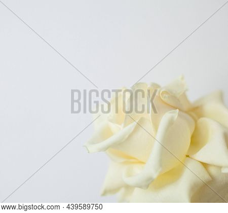 Close-up Photo Of Beautiful White Rose Isolated On White Background With Copy Space For Text.