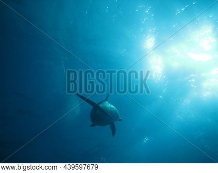 Golfinho Em Seu Habitat Natural, Em Fernando De Noronha,
