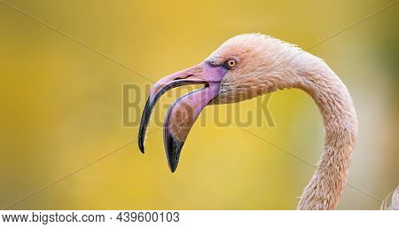 Very Nice Flamingo Bird Close-up Profile View