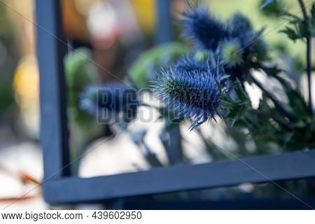 Eryngium Bourgatii Flower In An Exotic Bouquet With Flowers And Wooden Elements. . Modern Up-to-date