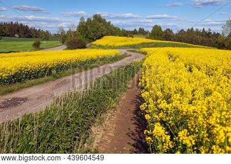 Field Of Rapeseed, Canola Or Colza, In Latin Brassica Napus With Rural Road, Beautiful Springtime La