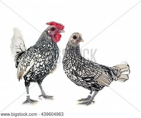 Sebright Chicken In Front Of White Background