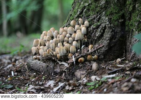 Glistening Inkcap, Coprinellus Micaceus, Mushrooms In Various Stages Of Growth At The Base Of A Tree