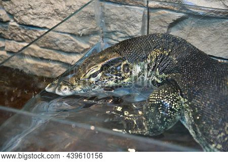 Striped Monitor Lizard, Or Water Monitor Lizard, Kabaragoya (latin. Varanus Salvator)