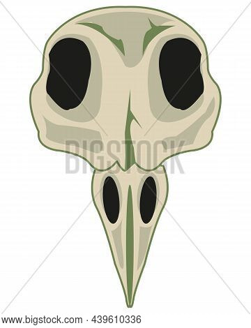 Skull Of The Bird With Beak Type Frontal