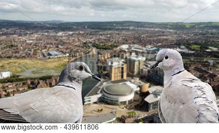Doves Eye View Of Waterfront Hall And Hilton Hotel Resort Belfast Northern Ireland