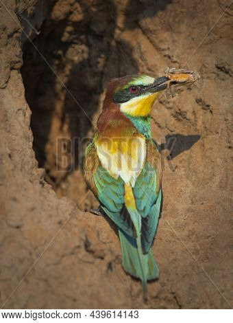 Golden Bee-eater On A Nest With Prey.