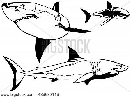 Set Of Great White Sharks (carcharodon Carcharias) - Black Drawing Illustrations Isolated On White B