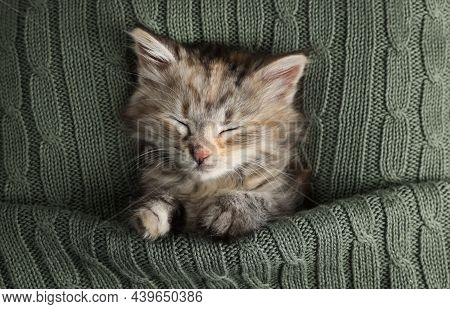 Cute Kitten Sleeping In Knitted Blanket, Top View. Baby Animal