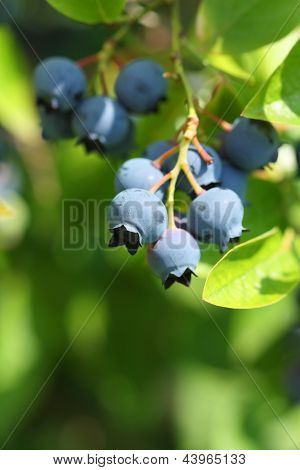 Highbush 블루베리