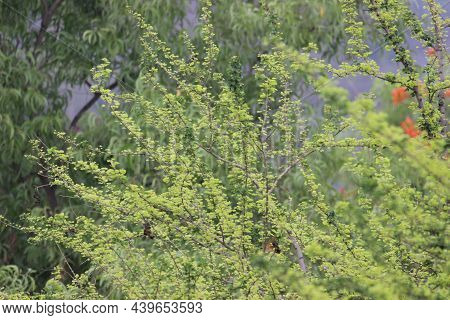 Tender Leaves Sprouting After The Monsoon