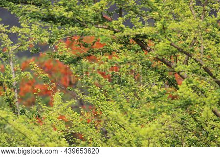 Tender Leaves Sprouting After The Monsoon On The Tree Branches