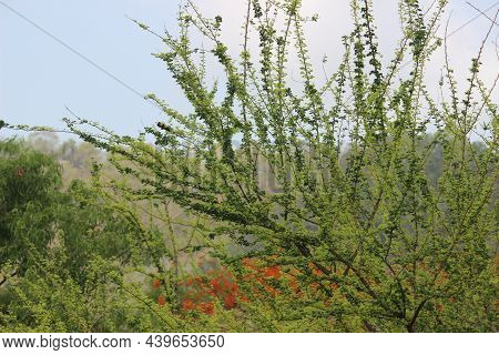 Tender Leaves Sprouting After The Monsoon On The Tree Branches
