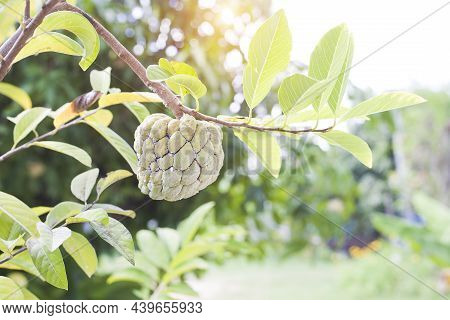 Annona Fruit Destroyed By Mealybugs Fruit Pest Problem