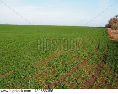 Green Shoots Of Winter Cereals On A Farm Field . Winter Grains Also Called Fall Cereals Or Autumn-so