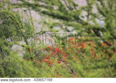 Full Blossom Gul Moher Tree With The Red Flowers