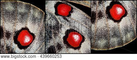Butterfly Wings Close Up. Triptych Of Butterfly Wings. Butterfly Apollo Macro Photo