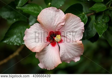 A Detailed View Of A Hibiscus Flower, A Mallow-like Plant.