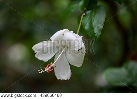 A Detailed View Of A Hibiscus Flower, A Mallow-like Plant.