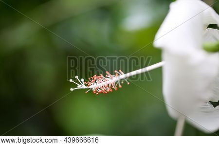A Detailed View Of A Hibiscus Flower, A Mallow-like Plant.