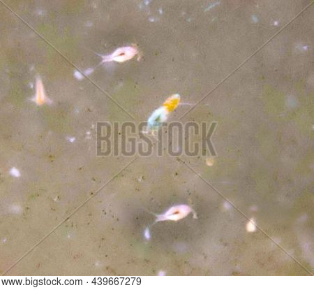 Close Up Of Rotifers, Rotifera In A Breeding Tank. Rotifers Are Zooplankton.