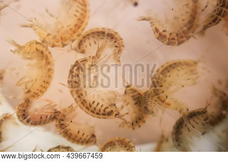 Close Up Of Crayfish, Zooplankton As Food For Fish.
