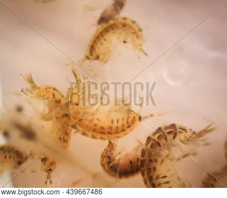 Close Up Of Crayfish, Zooplankton As Food For Fish.