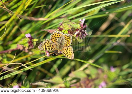 Portreit Of A Small Mother-of-pearl Butterfly On A Meadow Plant.