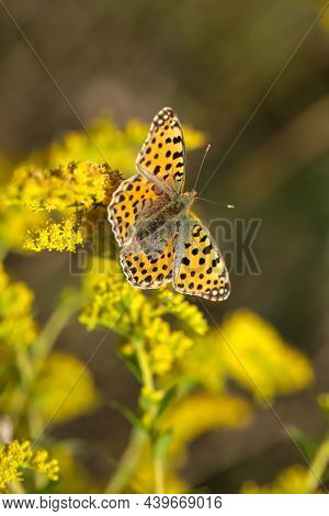Portreit Of A Small Mother-of-pearl Butterfly On A Meadow Plant.