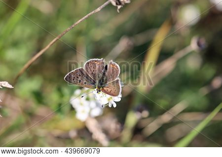 Portrait Of A Fire Butterfly On A Plant.