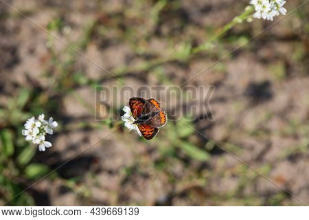 A Map Butterfly Sits On The White Flower Of A Plant.