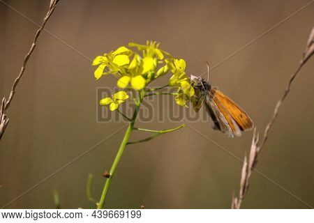 A Thick-headed Butterfly Sits On The Flower Of A Meadow Plant.