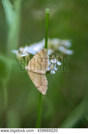 A Spanner, A Butterfly On The Flower Of A Meadow Plant.