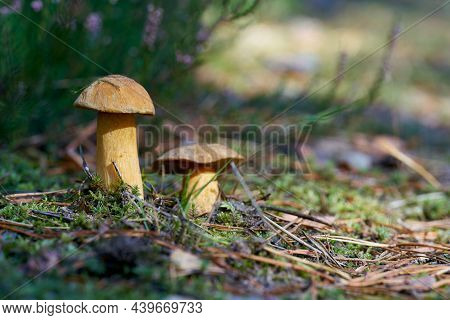 Velvet Bolete (suillus Variegatus) On The Forest Floor In Autumn
