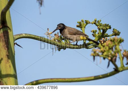 Common Bulbul, Black-eyed Bulbul Or Brown Bulbul (pycnonotus Barbatus).