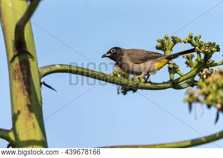 Common Bulbul, Black-eyed Bulbul Or Brown Bulbul (pycnonotus Barbatus).