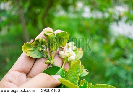 Leaf-eating Insects Damaged, Lemons Destroyed By Pests, Farmers Inspect Fragile Lemon Leaves To Get 