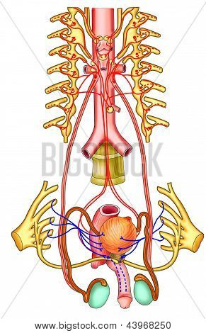 ฟังก์ชัน testicular โครงร่าง