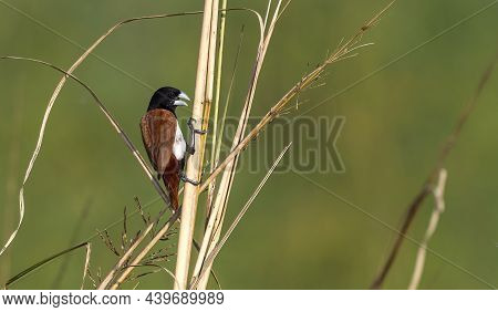 The Tricoloured Munia Is An Estrildid Finch, Native To Bangladesh, India, Sri Lanka, Pakistan, And S