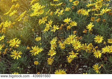 Sunny Autumn Flowers, Floral Background. Yellow Daisy (chrysanthemum Coronarium)  In Garden On Sunny