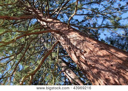 Redwood Tree