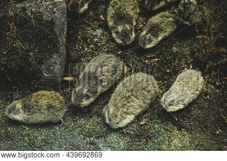 Group Of Siberian Lemmings, Lemmus Sibiricus Kerr, Stuffed Animals