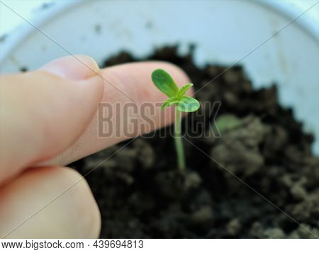 Gentle Touch Of A Young Fragile Potted Cannabis Seedling, A Woman's Finger Touching The First Small 