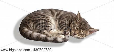 4 Month Old Kitten Mestizo Bengal Cat Sleeping On A White Background