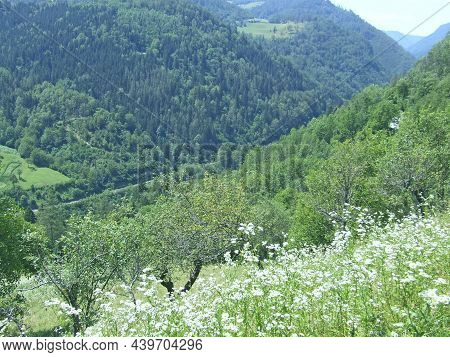 Mountain Landscape. Life In Mountains. Landscape With Mountains Covered With Green Forest. Valley Be