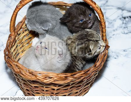 Blue, Fawn, Brown And Taby Kittens In A Basket, Pet Kitten, Theme Pet Cats And Kittens