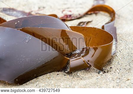 Shiny Wet Seaweed Leaves On A Sand. Close Up.